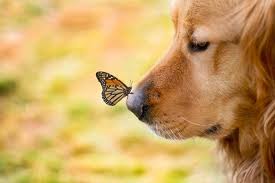 Dog with butterfly on nose