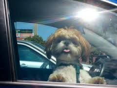 Dog in car on hot day
