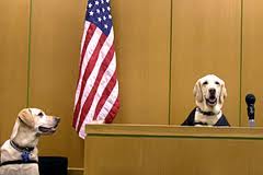 Dogs in courtroom