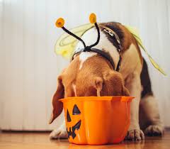 Dog Eating Halloween Candy
