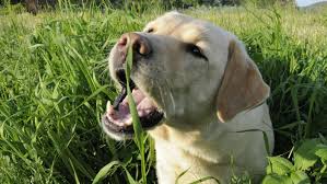 Dog Eating Grass