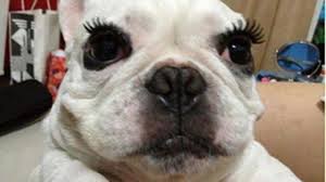 Dog Wearing Fake Eyelashes