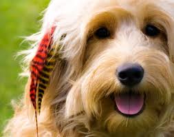 Dog with feather hair extension