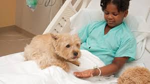 Dog Visiting Woman in Hospital