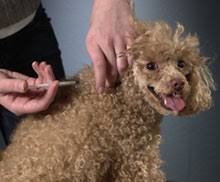 Dog Receiving Insulin Shot