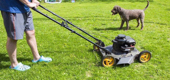 Dog on Lawn