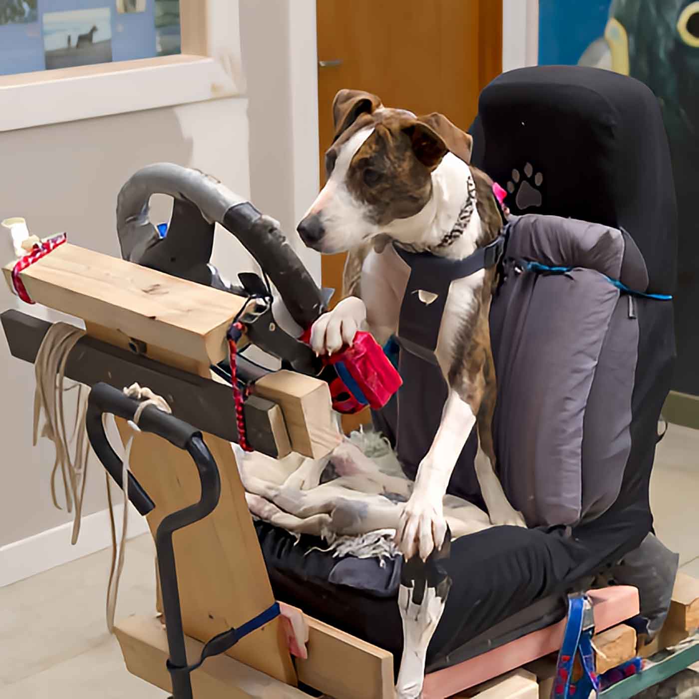 Teaching Dogs To Drive Cars Teaching Dogs To Drive Cars