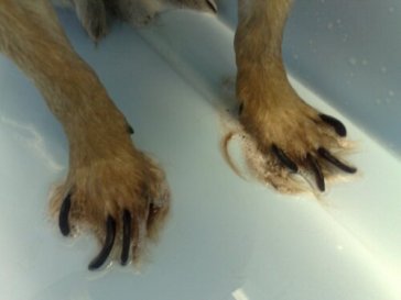 Dog with Long Nails