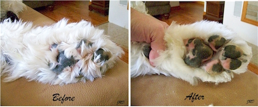 Clipping Dog's Paws