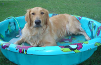 Dog in Pool