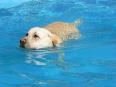 Dog in swimming pool