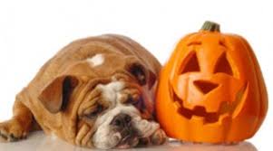 Dog and Pumpkin