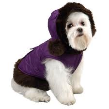 Dog wearing purple coat