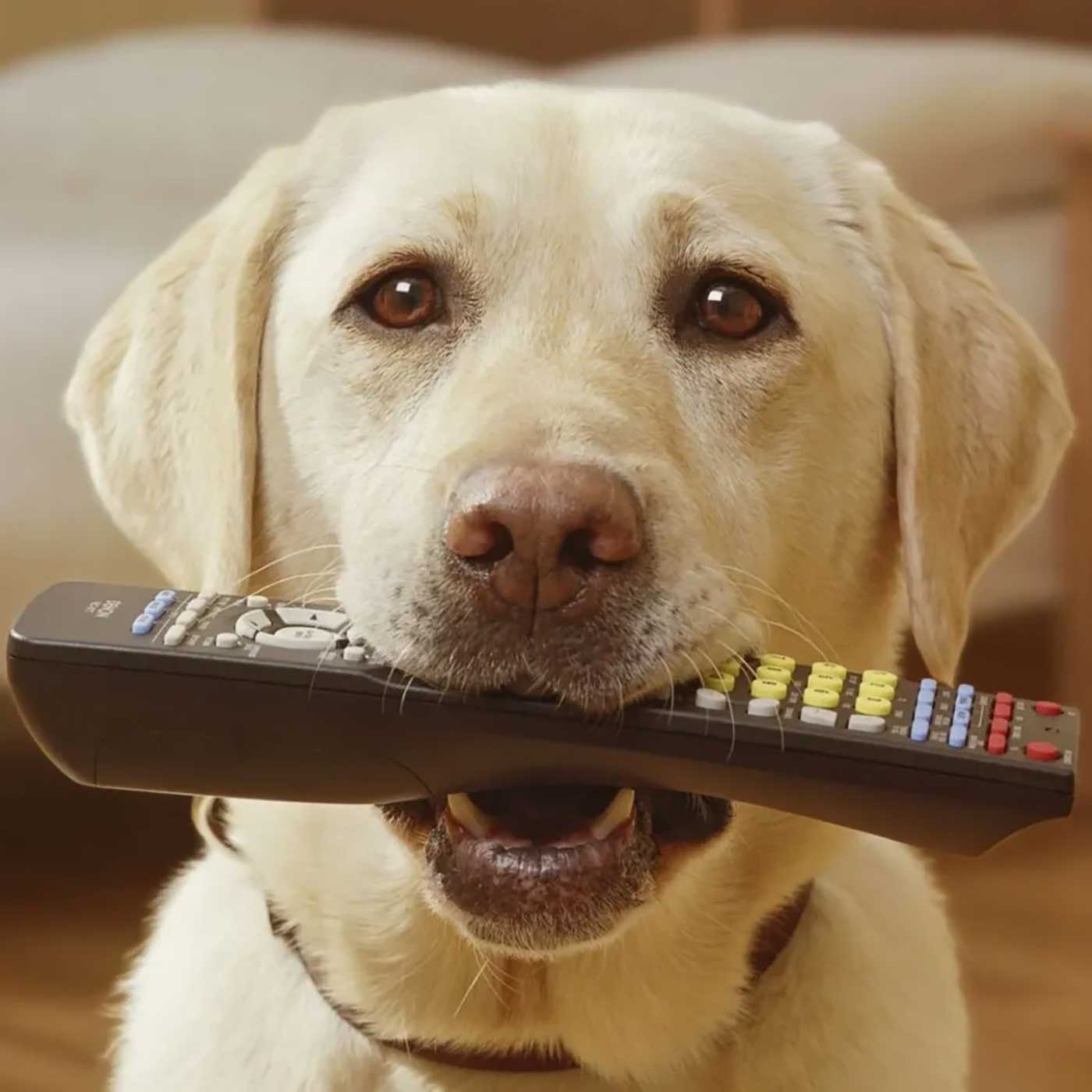 Pets Damaged $3 Billion Dollars Worth of Electronics Pets Damaged $3 Billion Dollars Worth of Electronics