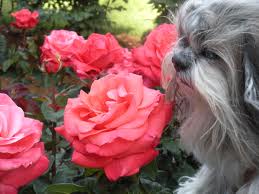 Dog at the International Rose Test Garden in Portland, Oregon