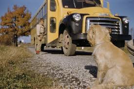 Dog Watching School Bus