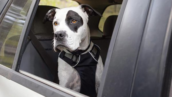 Dog Wearing Seatbelt