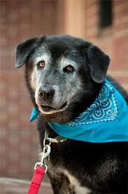 Senior Dog wearing bandana