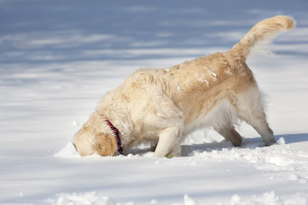 Dog Digging in Snow