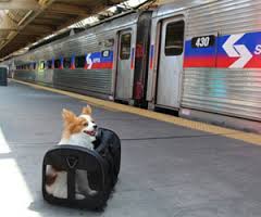 Dog and Train