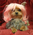 Dog wearing wig