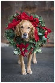 Dog wearing wreath