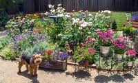 Dog in landscaped yard