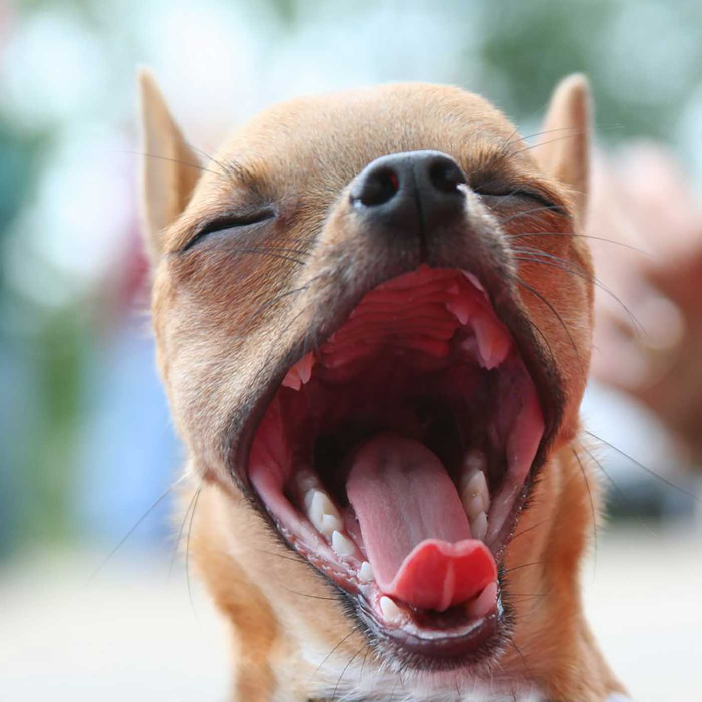 The Lowdown on Dog Yawns - Family Pet Swallows Diamonds. What's Next? The Lowdown on Dog Yawns - Family Pet Swallows Diamonds. What's Next?