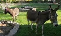 Donkeys on farm