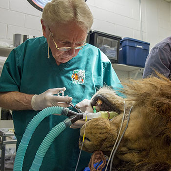 Animal Dentist