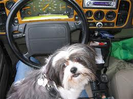 Dog sitting on driver's lap