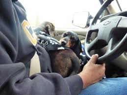 Man Driving with Dog on Lap