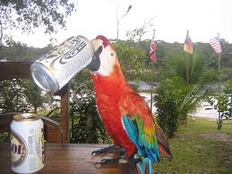 Drunk parrot
