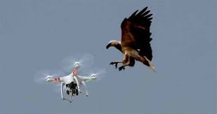 Eagle Attacking Drone