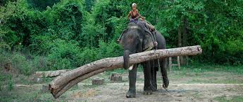 Timber Elephant