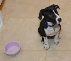 Dog sitting next to empty food bowl