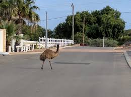 Emu in Street