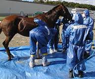 Equine Herpes outbreak