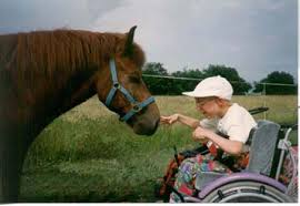 Horse with person in wheelchair