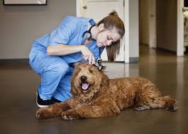 Examining Dog on Floor