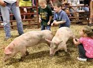Pigs at a County Fair.664