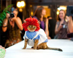 Cat dressed as Ragedy Ann at fashion show