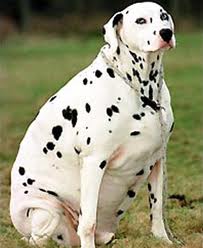 Overweight Dalmation