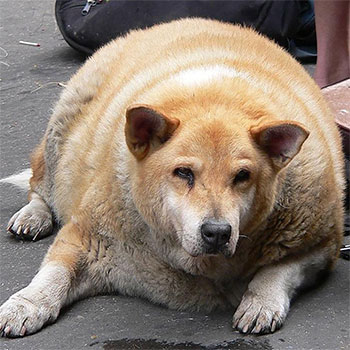 77 pound Dachshund
