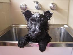 Puppy getting shampooed at the groomers