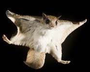 Flying Squirrel