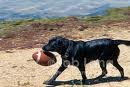 Black Lab with football