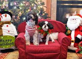 Foster Dogs at Christmas   