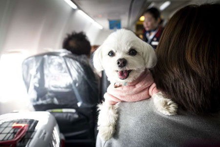 Frequent Flier Pet Programs