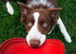 Dog with Frisbee